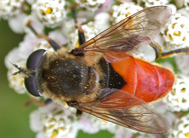 Lejops curvipes